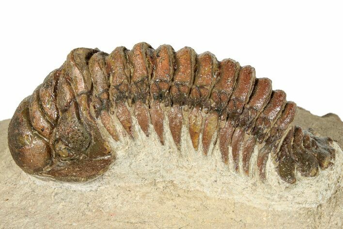 Crotalocephalina Trilobite - Foum Zguid, Morocco #271924